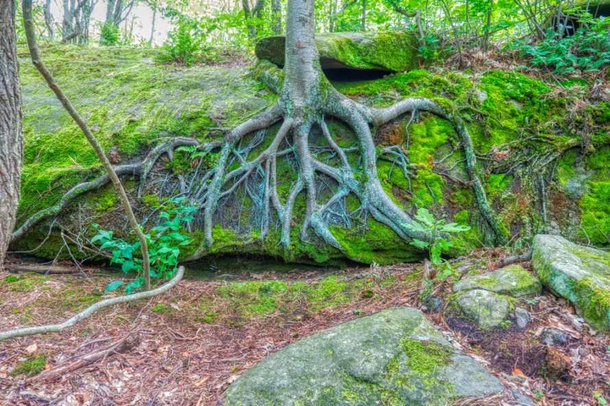 Singapore’s Forests.jpg